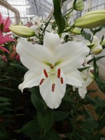 [5367 Arletta VZ No01.JPG]